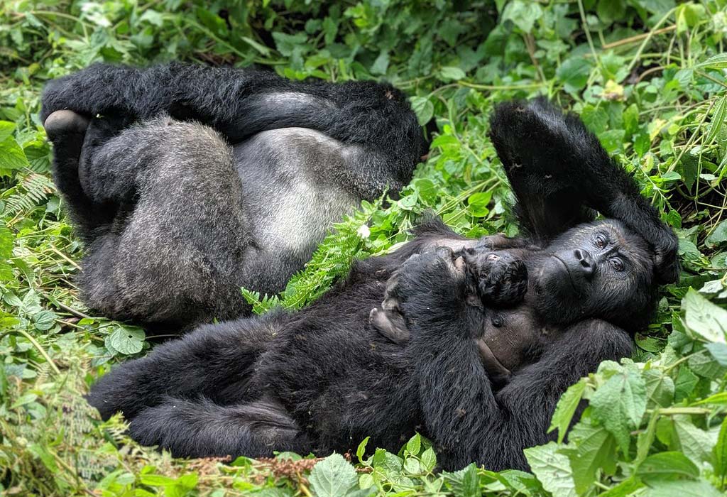 3 Days Silverback Gorilla and Batwa cultural Tour in Uganda 3 Gorilla Habituation in Kahuzi-Biega National Park