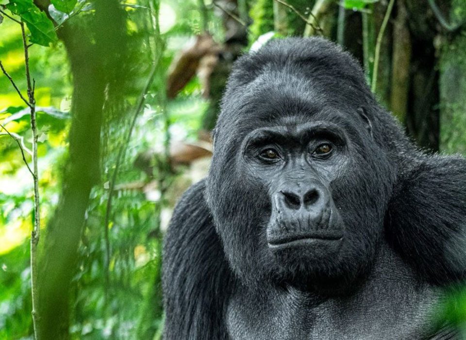 Gorilla Trekking in Congo’s Virunga National Park 14 Gorilla Trekking in Congo’s Virunga National Park
