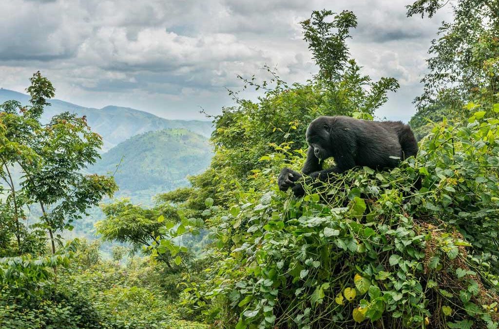 Gorilla trekking tourism in Uganda and their challenging factors