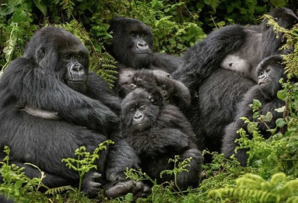 Combined Uganda Gorilla and Kilimanjaro Hiking on a Safari 3 The Cost of Gorilla Trekking in Uganda, Rwanda and Congo
