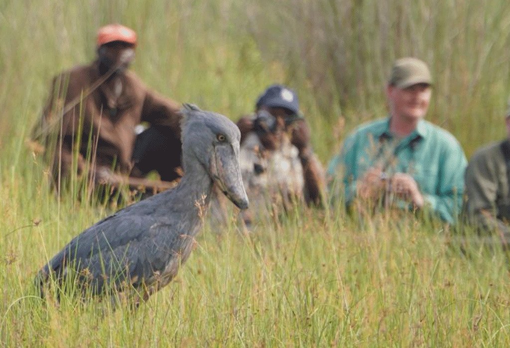 Uganda Safari for Photograpgers 13 Shoebill at Mabamba