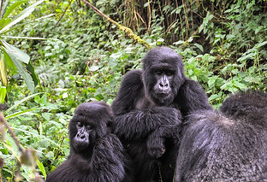 gorilla 1