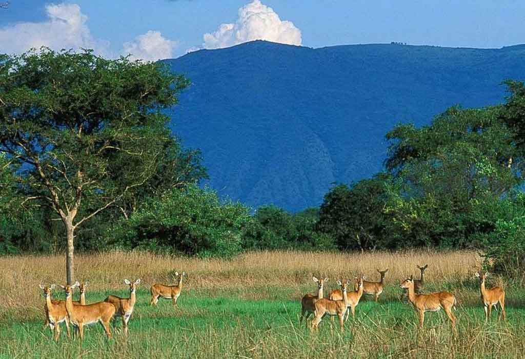 Wildlife Reserves in Uganda 15 Antelopes of Semuliki National Park