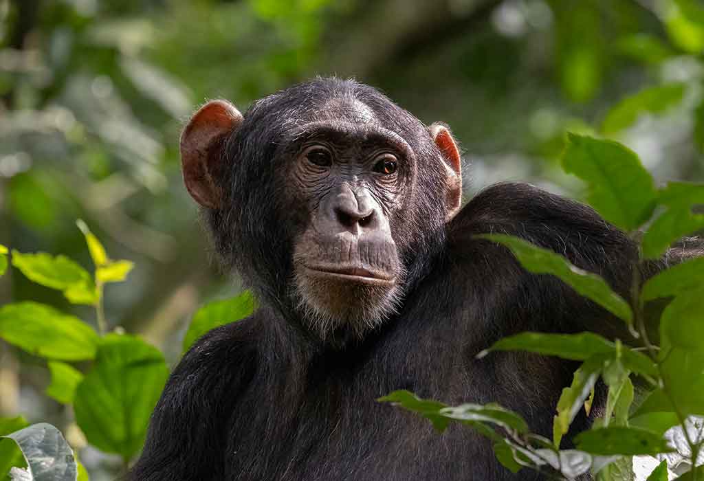 Solo vs Group Chimpanzee Trekking 15 Chimpanzee habituation and permits Kibale