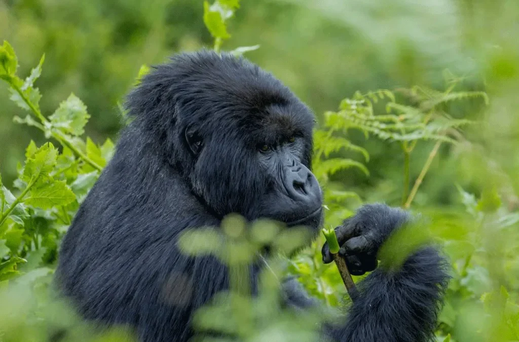 Gorilla trekking Safaris in Uganda in September