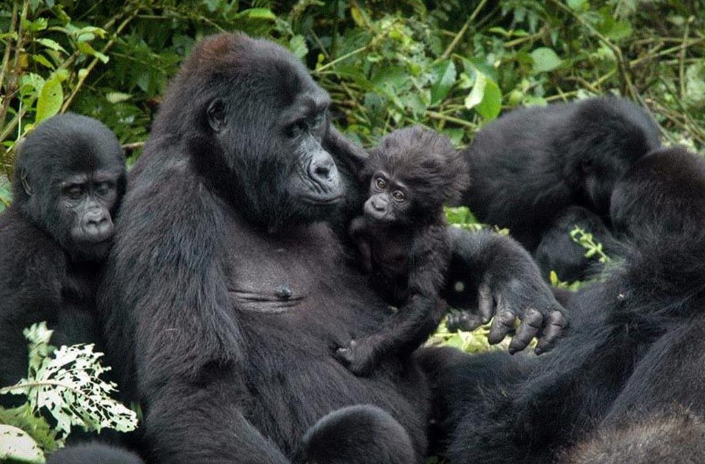 Gorilla Safari Tours in Uganda 2 Gorilla Safari Tours