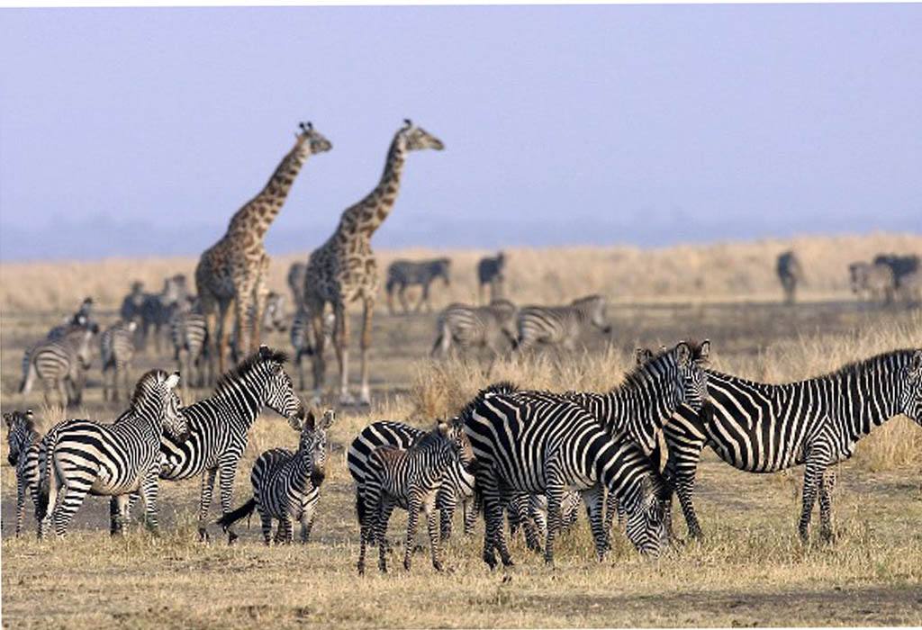 Wildlife Game Drives in Lake Mburo National Park Uganda