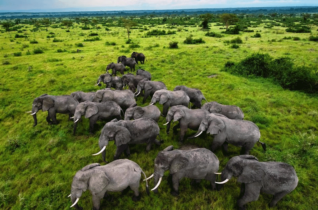 Where to Find Elephants in Uganda