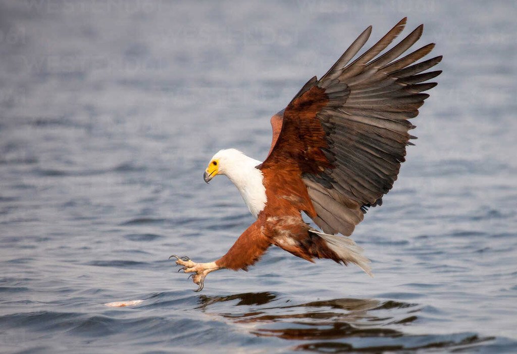 Bird Watching in Uganda 17 birding tours in Uganda African Fish Eagle