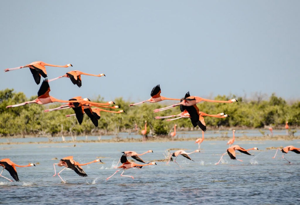 Boat Cruise on Lake Ihema 3 Birds