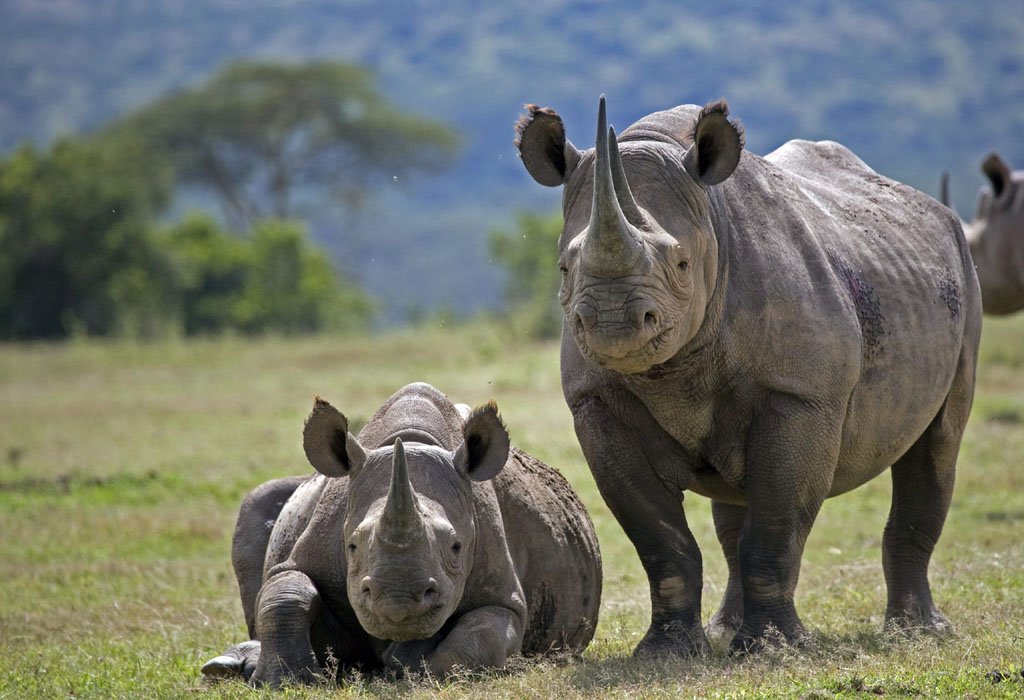 Wildlife Conservation Success in Akagera National Park 9 Big Five wildlife in Akagera National Park Rwanda