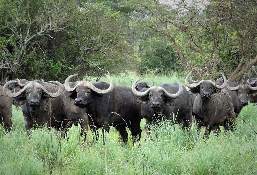 The Big Five in Tanzania 11 Buffaloes