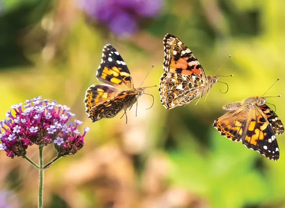 Does Uganda have butterflies? 4 Does Uganda have butterflies?