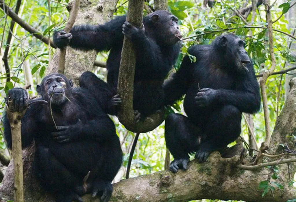 The Best Uganda Budget Safaris for 2025 5 Chimp6