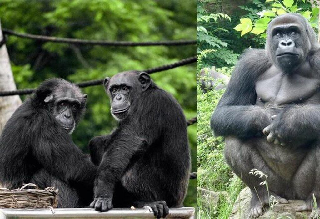 Uganda Safari Cost from Germany 13 Chimpanzee and mountain gorilla trekking in Uganda