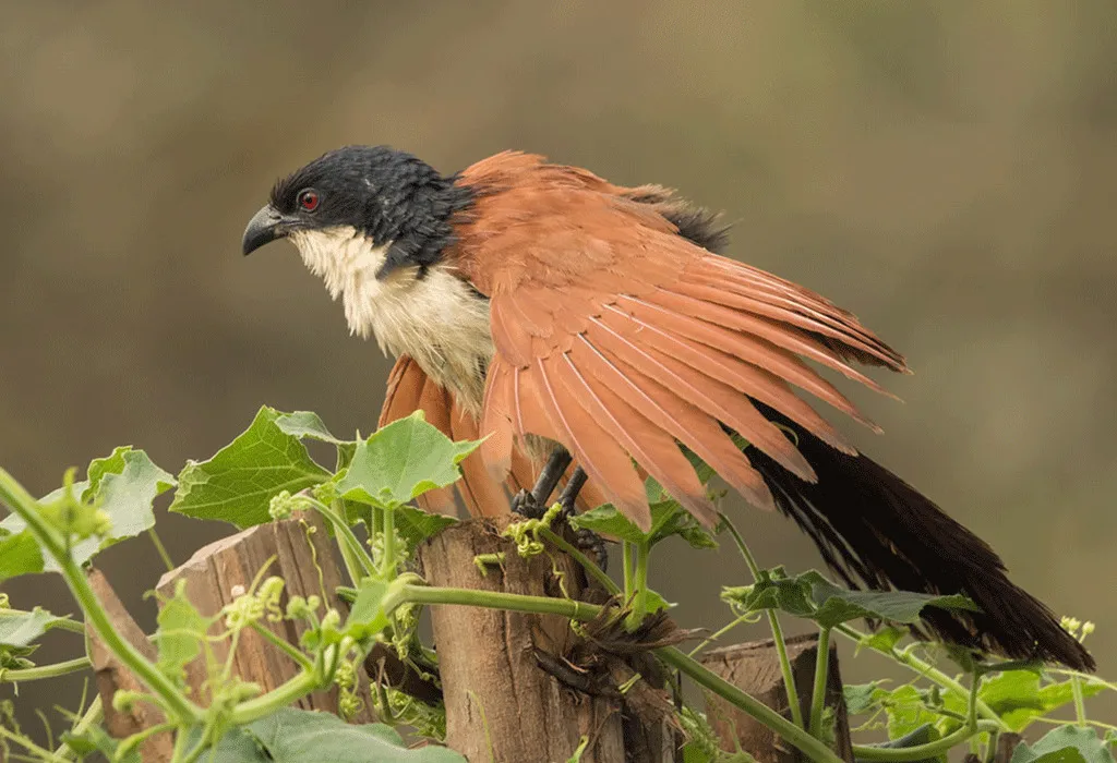 Eagle's Nest Lodge in Lake Mburo National Park 4 Coucals in Mburo