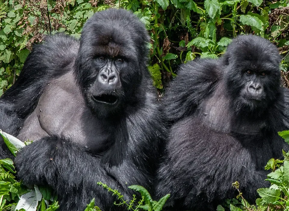 Process of Booking your Uganda Gorilla Permit in Installments 8 Process of Booking your Uganda Gorilla Permit in Installments