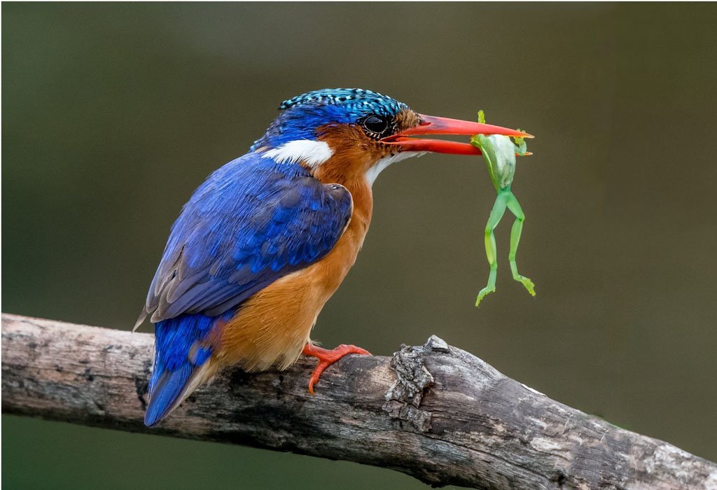 Birdwatching experience in Entebbe 9 Malachite kingfisher photographed during bird watching in Uganda