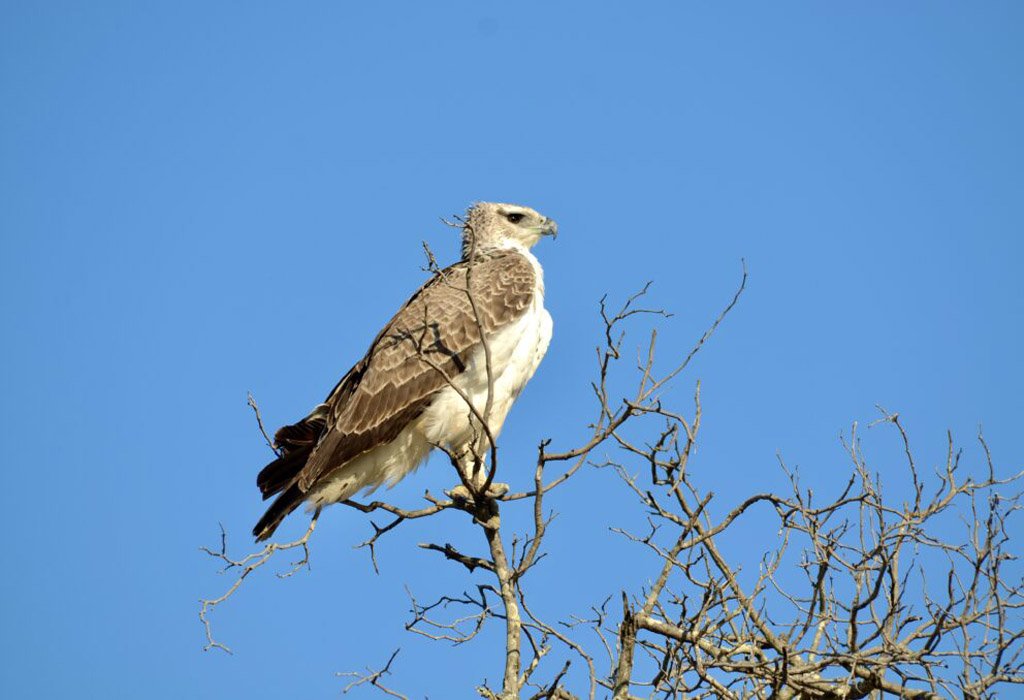 Birdwatching experience in Entebbe 15 Martial eagle photographed on a Uganda birdwatching tour