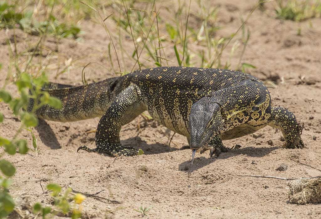 Reptiles Found in Uganda 4 Monitor Lizards