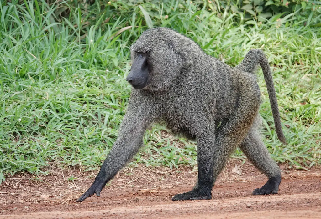 Olive Baboon