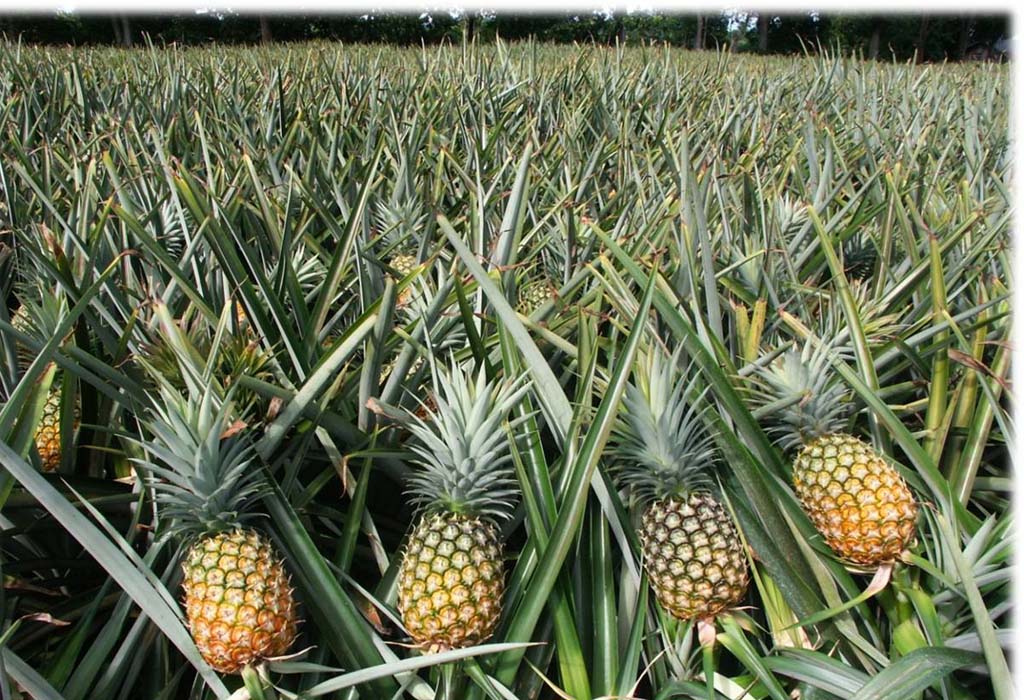 Farm Tours Rwanda 3 Pineapple Agritourism Farm