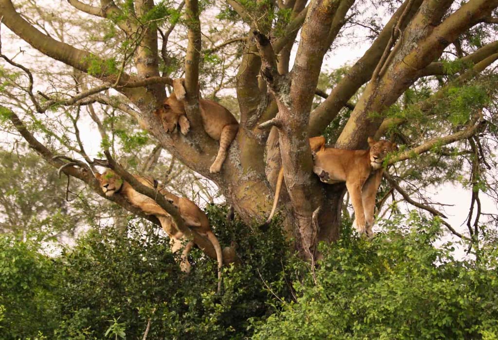 The Big Five in Tanzania 3 The Best Ways to Explore Uganda National Parks on A Safari