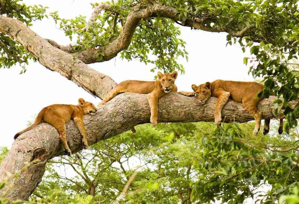 Sights and Sounds of Ishasha Sector 3 Tree Climbing Lions
