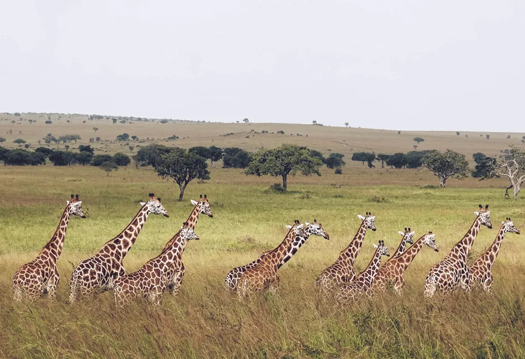 The Best Uganda Budget Safaris for 2025 4 Ug wildlife10