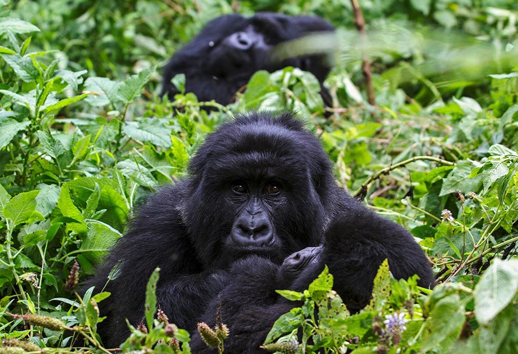 Difference Between Midrange and Luxury Safaris 7 Difference Between Midrange and Luxury Lodges- Visit gorillas in Uganda