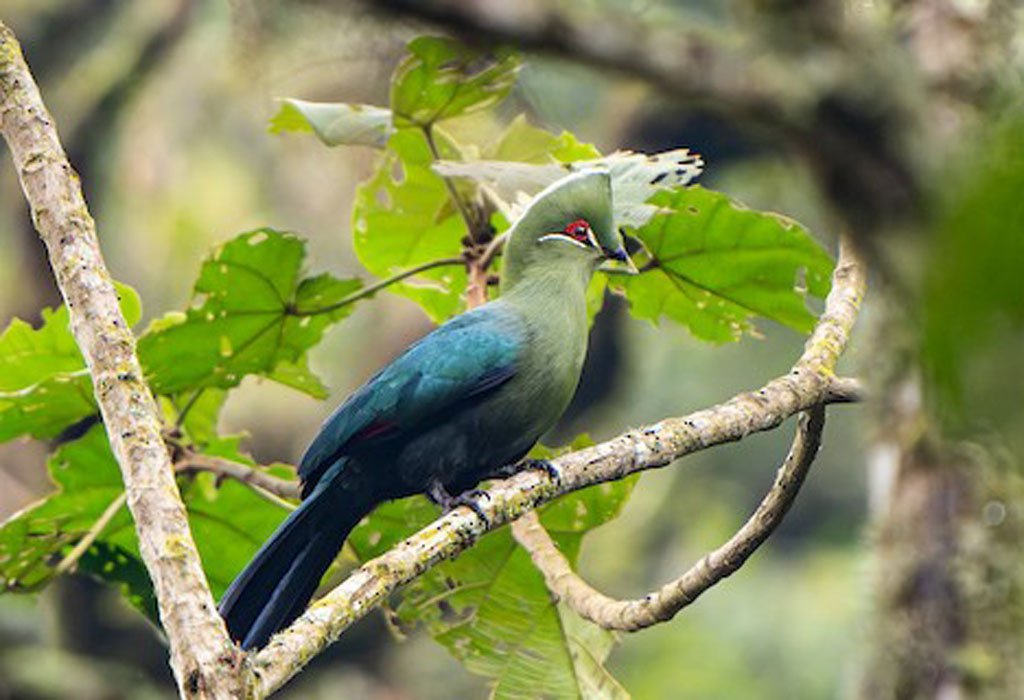 Birdwatching experience in Entebbe 13 Black-billed turaco seen during a forest birdwatching experience in Uganda