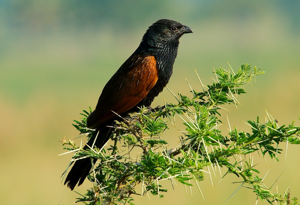 Sights and Sounds of Ishasha Sector 4 black coucal