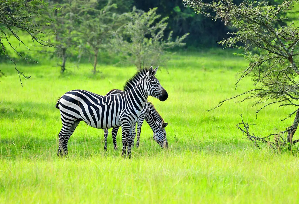 Zebra Country in Lake Mburo National Park Uganda