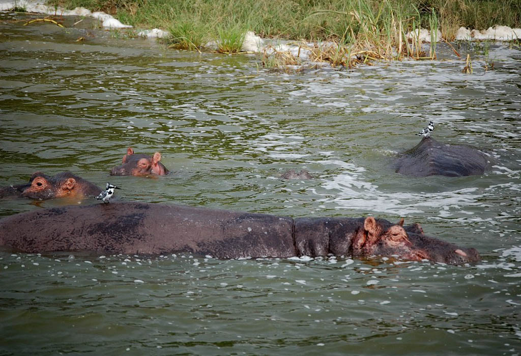 Boat Cruise on Lake Ihema 5 hippos lake ihema