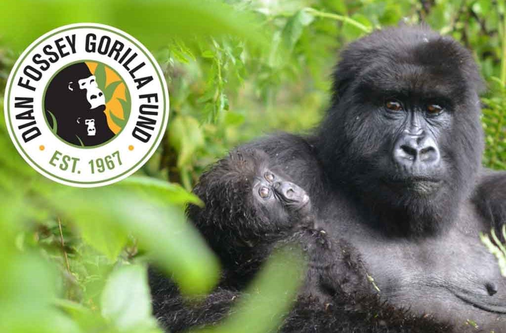1-Day Gorilla Trek and Dian Fossey Gorilla Fund Tour 2 1-Day Gorilla Trek and Dian Fossey Gorilla Fund Tour