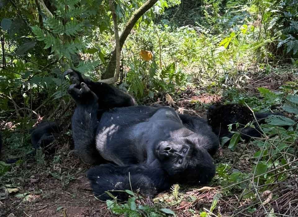 Safari activities to do while gorilla trekking in Congo 6 Safari activities to do while gorilla trekking in Congo