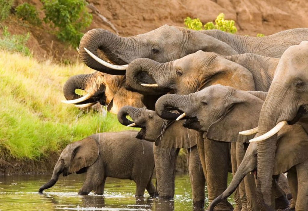 The Big Five in Tanzania 7 African Elephants
