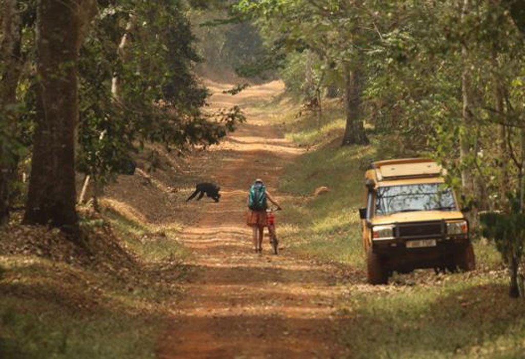 Gorilla And Chimpanzee Safari 25 Path through Budongo forest with a tourist vehicle