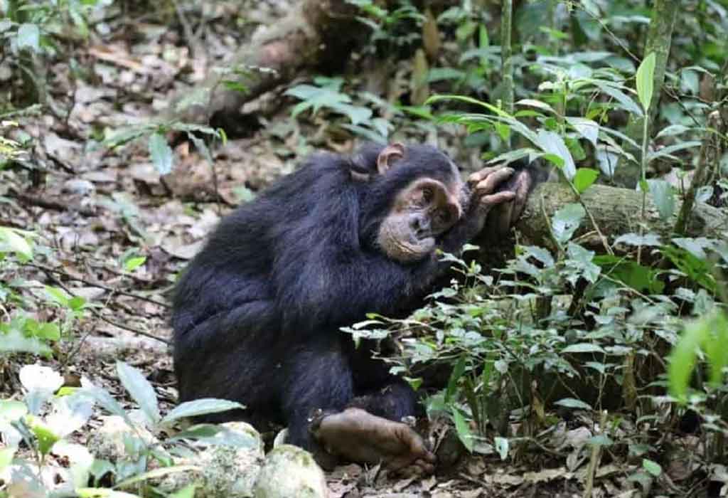 Staying Connected on Your Uganda Safari