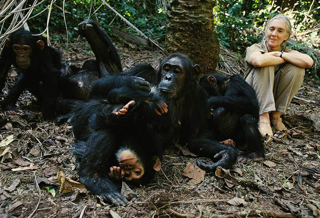 Full Day with Chimpanzees of Kibale Forest