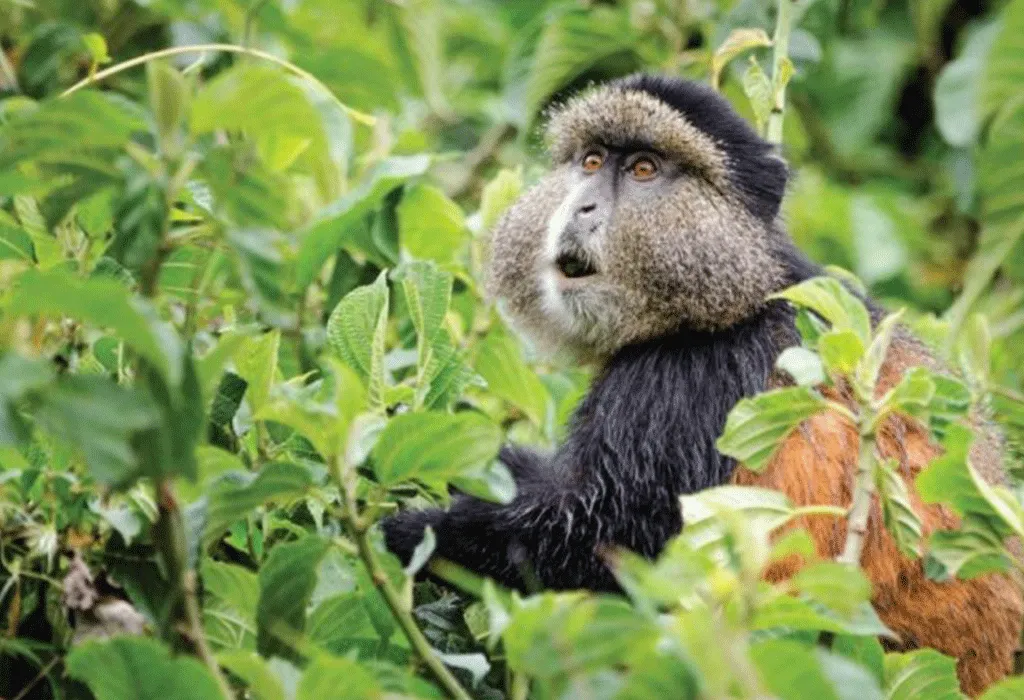 Things To Do on a Safari Holiday in Rwanda 5 Things To Do on a Safari Holiday in Rwanda