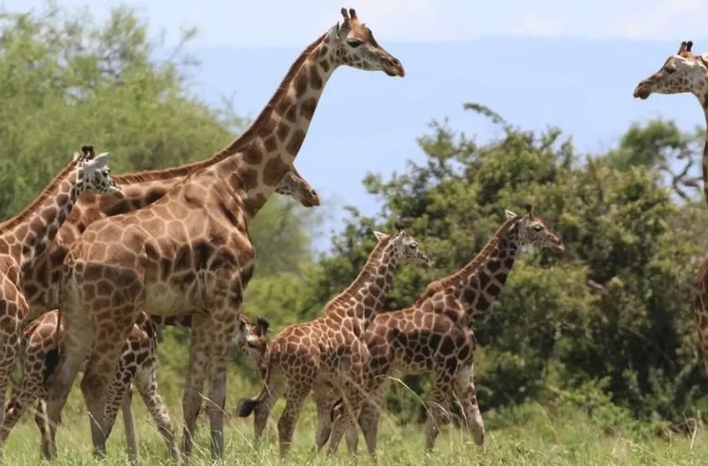 Exploring Kidepo Valley National Park
