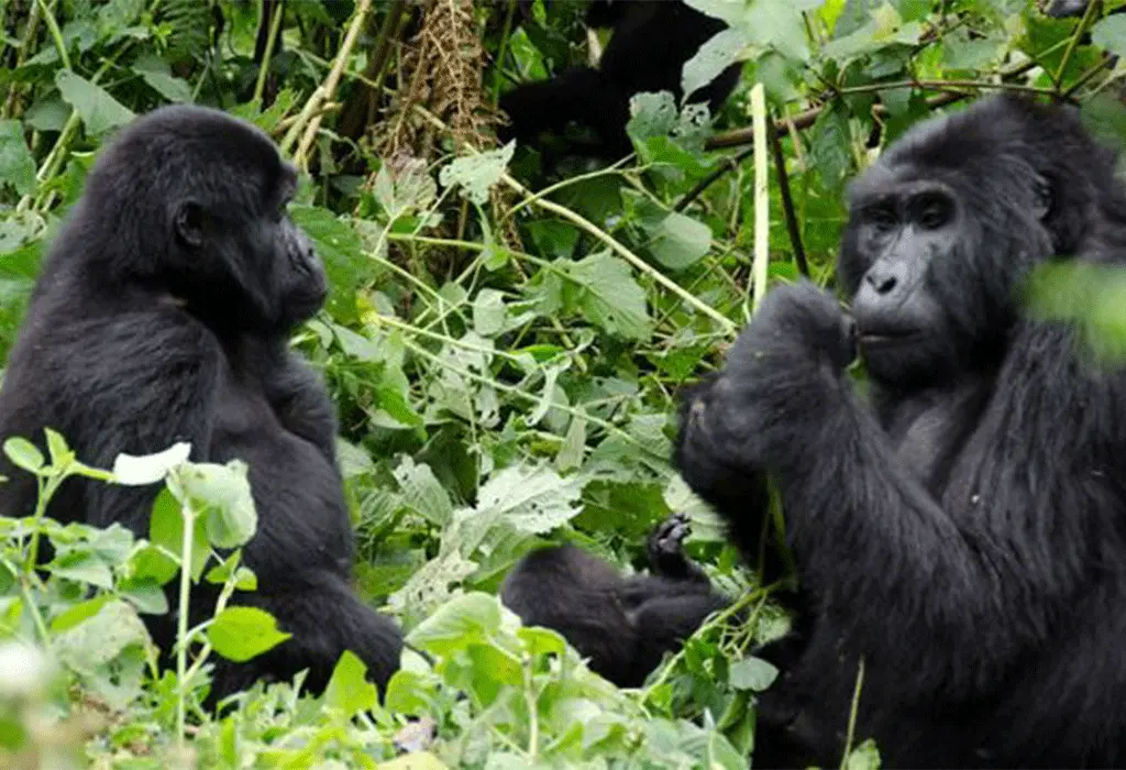 Things To Do on a Safari Holiday in Rwanda 3 Things To Do on a Safari Holiday in Rwanda- Gorilla trekking