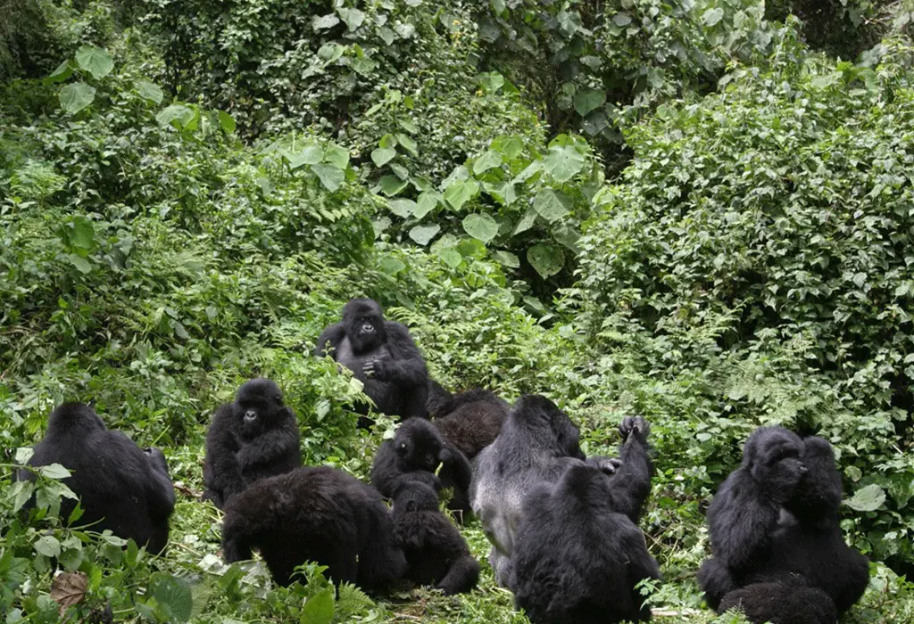 Staying Connected on Your Uganda Safari