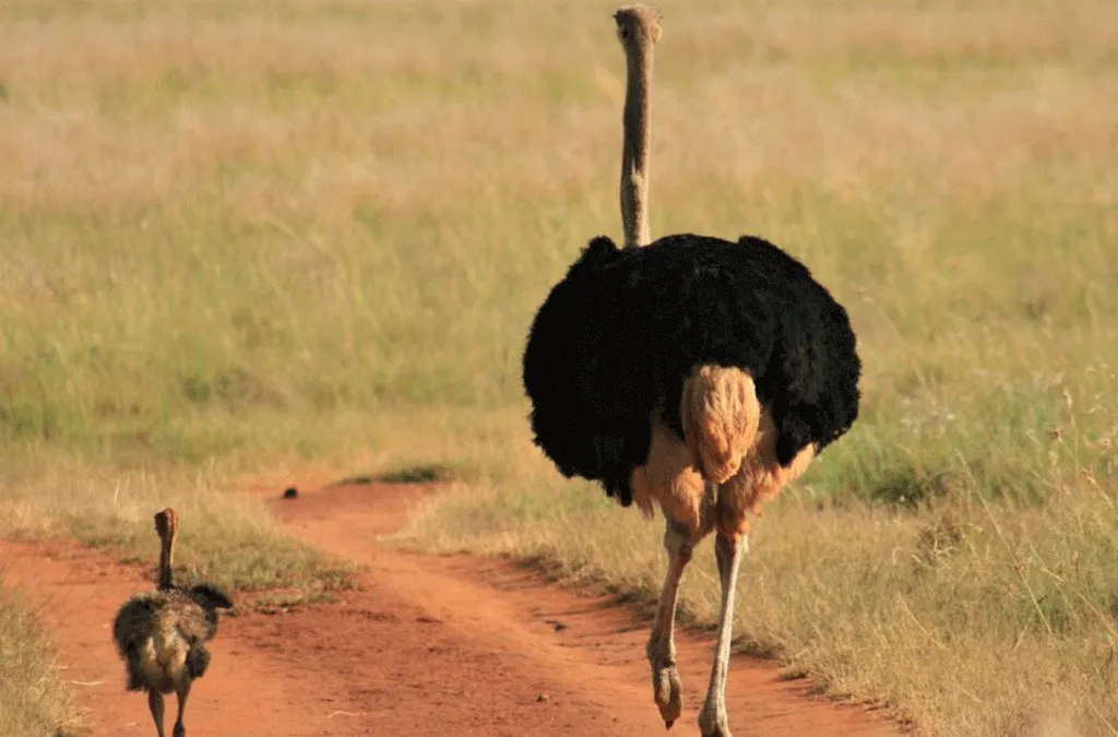 Matheniko Wildlife Reserve 1024x675 1