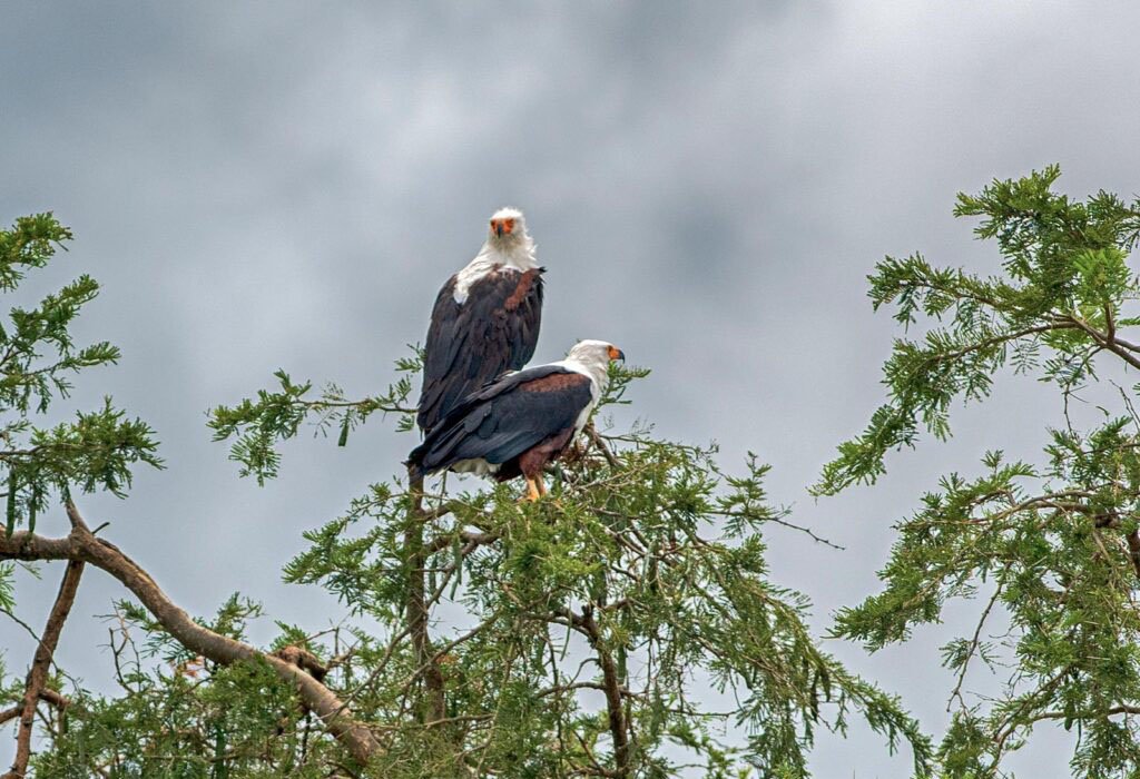 Bird Watching in Uganda 13 bird watching Uganda Royal Mile Budongo Forest