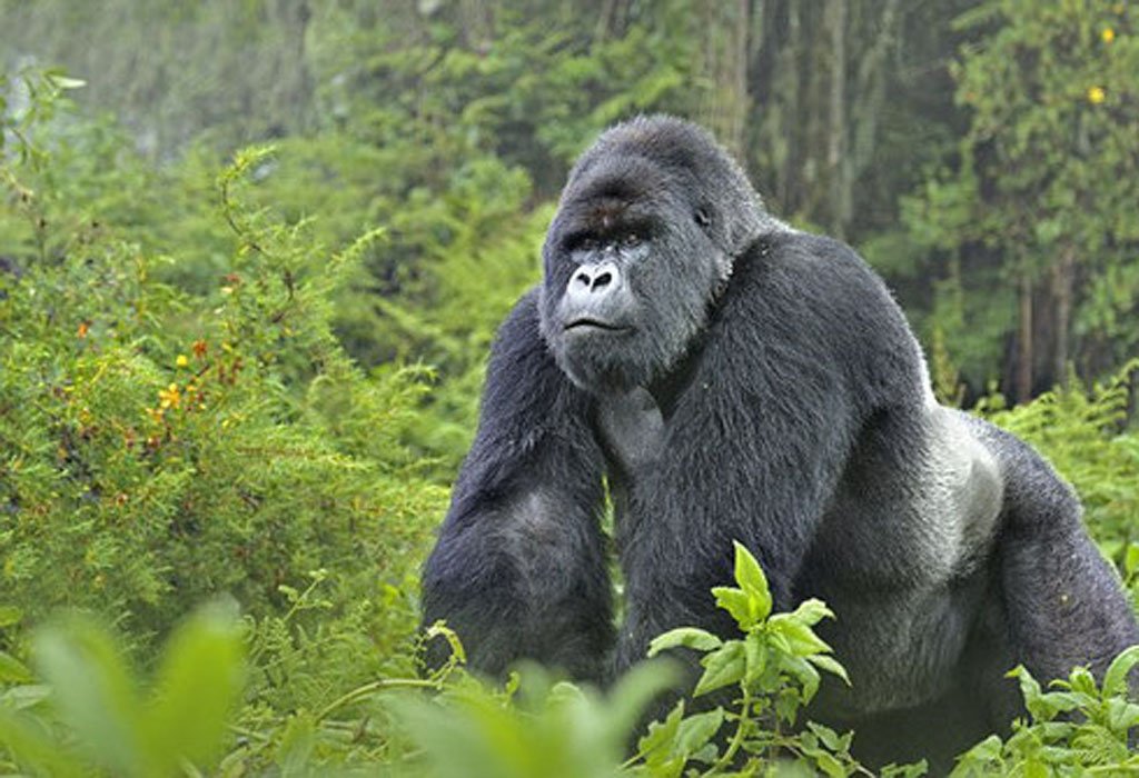 How to Spend 6 Days in Bwindi Impenetrable National Park 3 How to Spend 6 Days in Bwindi Impenetrable National Park- Tracking Gorillas