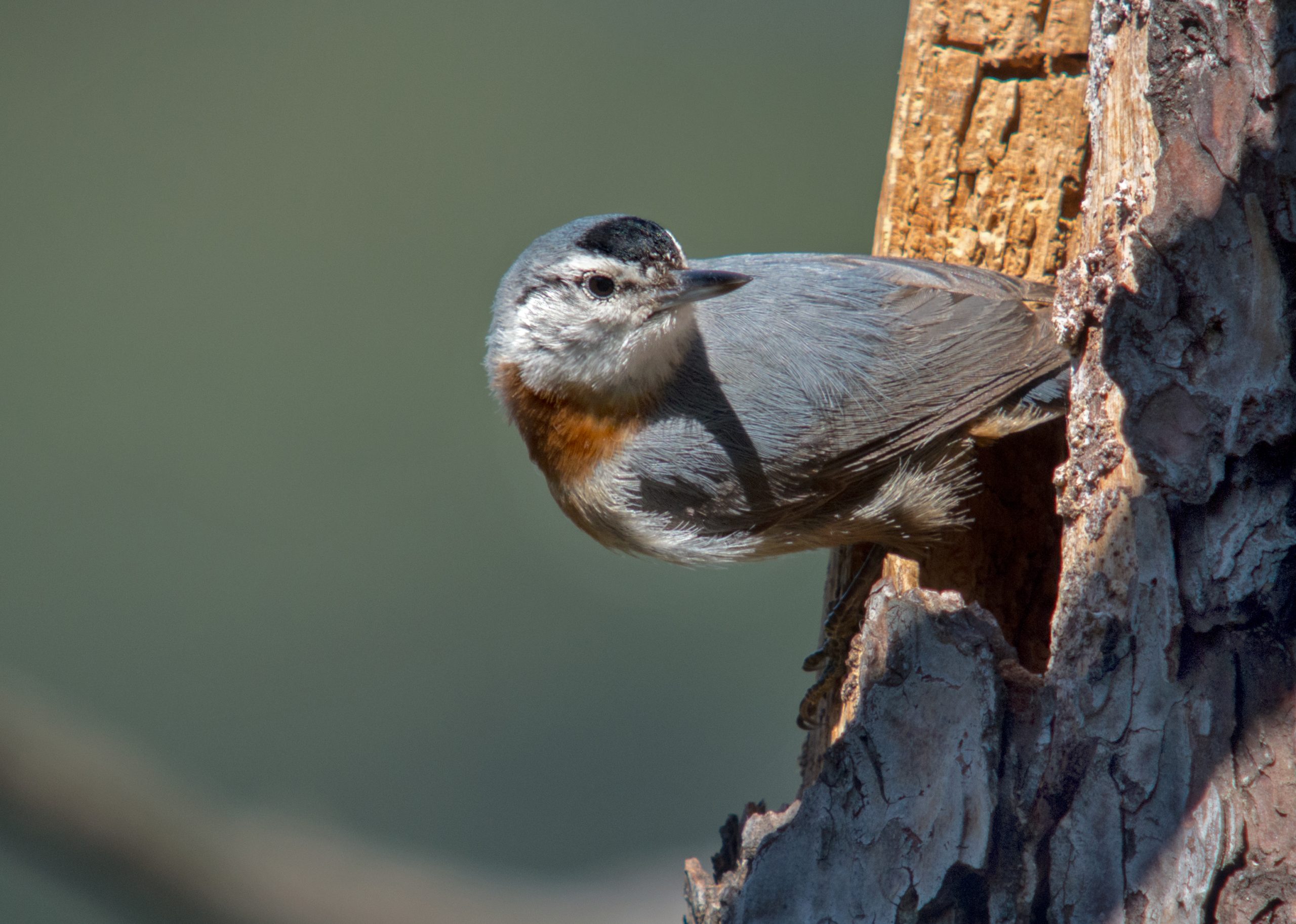 Birding at Entebbe Botanical Gardens