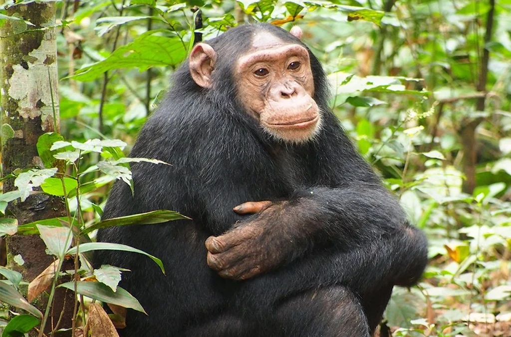 Afternoon Chimpanzee trek in Kibale National Park 2 Afternoon Chimpanzee trek in Kibale National Park