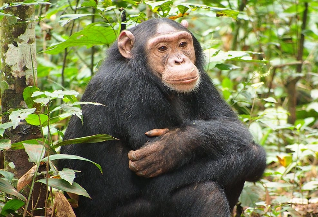 Double Chimpanzee Trekking experience 11 Afternoon chimpanzee trekking in Kibale National Park Uganda